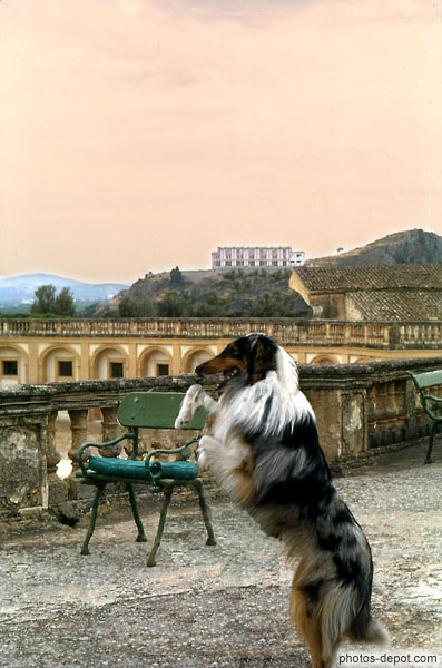photo de Chien Colley debout sur la terrasse du palais Alliata di Villafranca