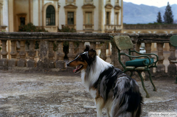 photo de Chien Colley sur la terrasse du palais Alliata di Villafranca