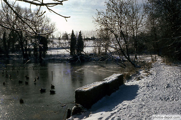photo de canards sur lac gelé