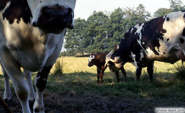 photo de vaches et veau