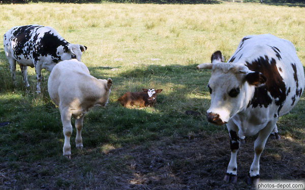 photo de veau entouré de vaches