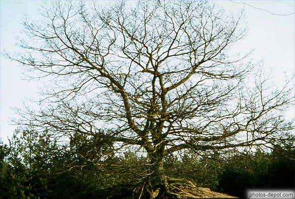 photo d'arbre mort