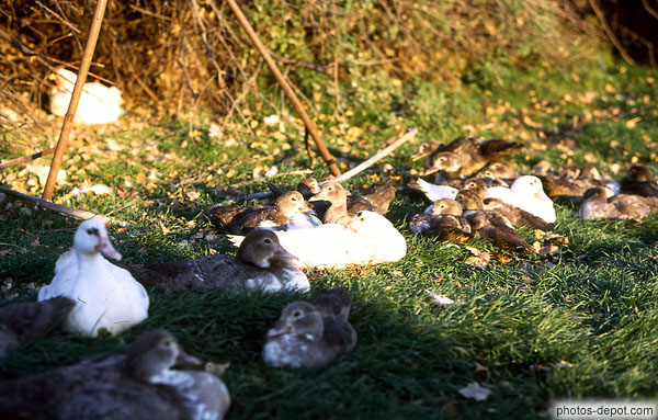 photo de famille de canards couchés dans l'herbe