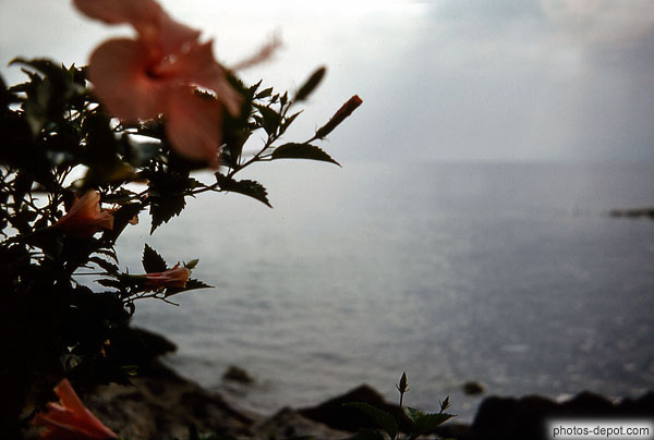 photo de fleur devant la mer