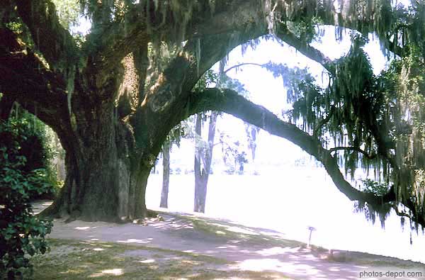 photo d'arbre aux lourdes branches penchées