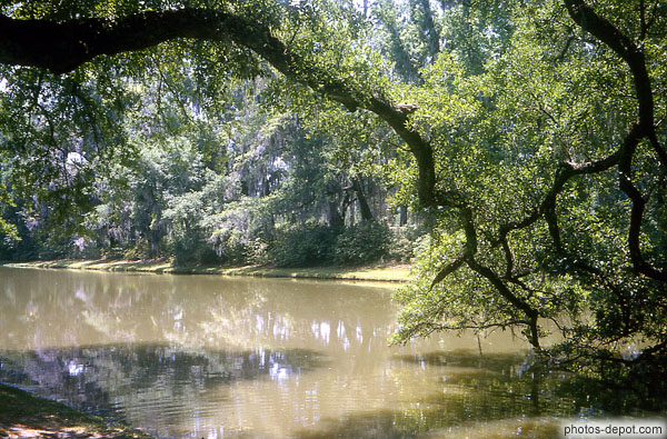 photo de branches plongeantes dans l'étang