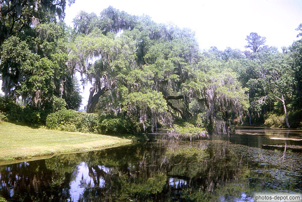 photo de vieil arbre devant l'étang