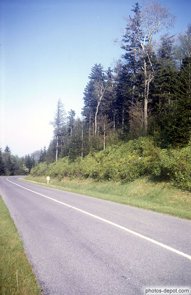photo de route dans la forêt