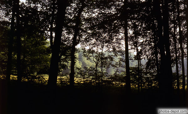 photo de forêt