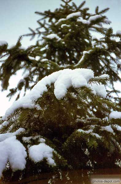 photo de neige sur les branches du sapin