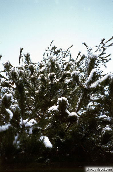 photo de neige sur les branches de sapin