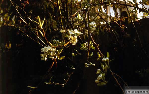 photo de fleurs blanches arbre fruitier