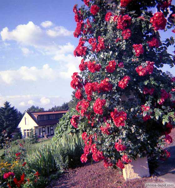 photo de fleurs rouges grimpantes autour du pilier