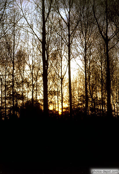 photo de soleil à travers les arbres de la forêt