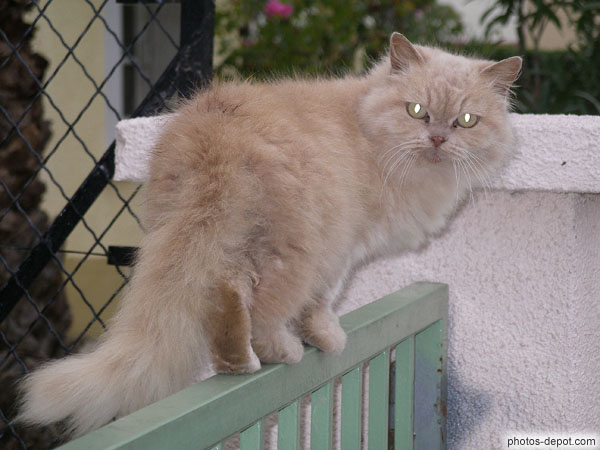 photo de chat angora sur barrière