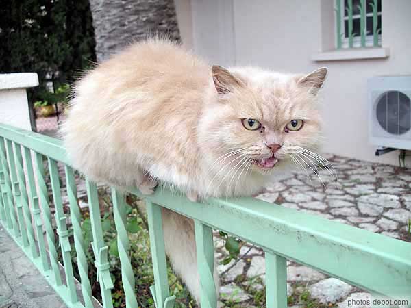 photo de chat angora