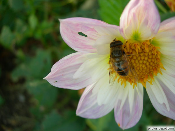 photo d'abeille sur fleur