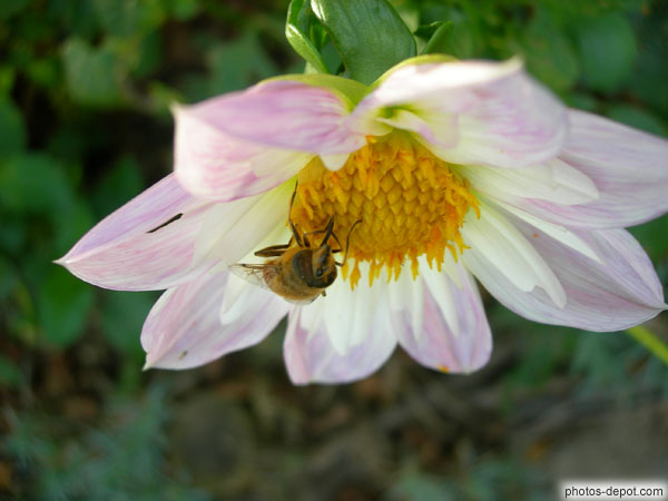 photo d'abeille sur fleur