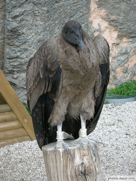 photo de Condor des Andes