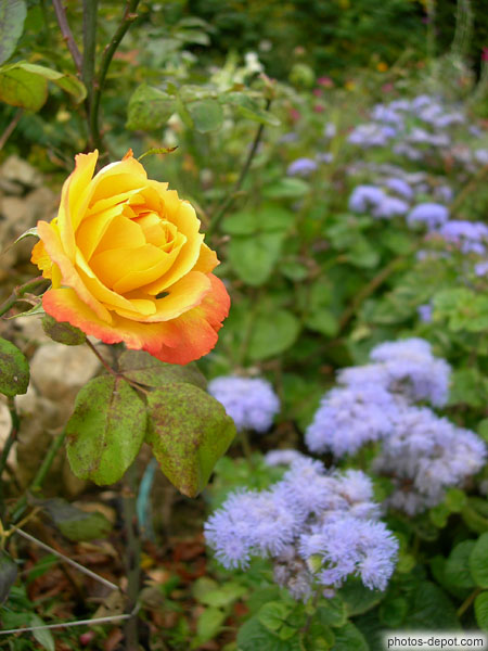 photo de Rose jaune oranger