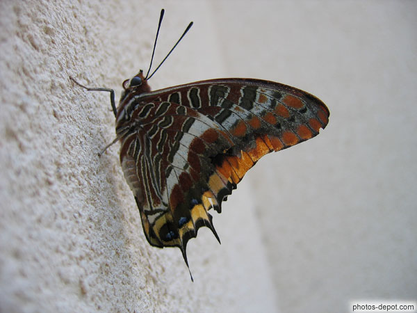 photo de Papillon Bombyx Disparate