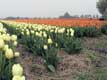 Rangées de tulipes / Hollande, Keukenhof