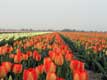 Rangées de tulipes à perte de vue