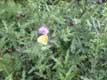Papillon sur chardon / France, Languedoc Roussillon, Cerdagne, les Angles, parc animalier