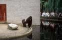 Gorille / Belgique, Anvers, Zoo