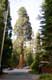 Sequioa géant / USA, Californie, Sequoia national park