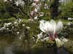 Fleurs de magnolia / Belgique, Gravenhof