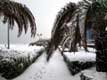 Palmiers le long de la plage sous la neige