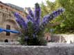 Fleurs bleues au fort Liberia / France, Languedoc Roussillon, Villefranche de conflens