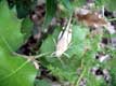Sauterelle grise sur une feuille / France, Languedoc Roussillon, Narbonne