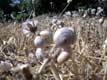 Milliers de petits escargots perchés sur les hautes herbes / France, Languedoc Roussillon, Narbonne