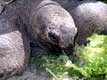 Repas de salade Tortue elephantine d'Aldabra