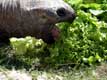 Tortue elephantine d'Aldabra gueule ouverte