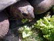 Tortue elephantine d'Aldabra mange de la salade / France, Languedoc Roussillon, Sorede