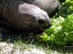 Repas de salade de la tortue éléphantine