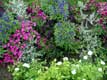 130.000 plants de fleurs dans les jardins de Chenonceaux