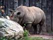 Rhinocéros derrière le rocher / Canada, Quebec, Granby, Zoo