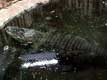 Vieux crocodile dans l'eau / Canada, Quebec, Granby, Zoo