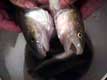Mâle et femelle poulamons,  poisson des cheneaux / Canada, Quebec, Ste Anne de la Perade