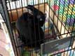 Lapin noir en cage
