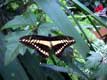 Papillon noir aux taches blanches symétriques