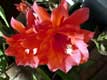Fleur de cactus rouge aux longs pistils blancs / France, Franche Comté, Besancon