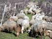 Moutons dans les vignes / France, Aquitaine
