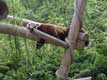 Le petit Panda dort toute la journée enroulé sur une branche, à l'abri des prédateurs