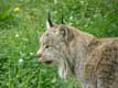 Tête du Lynx du Canada / Canada, Gaspesie, Bioparc