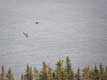 Corbeau semble plonger vers un aigle / Canada, Gaspesie, Parc Forillon